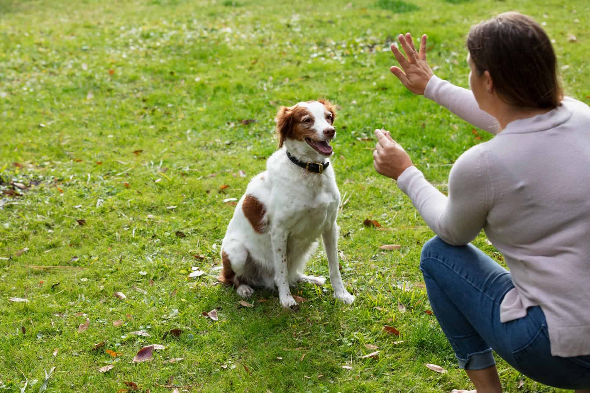 Dog Introduction Training Services: A Proven Path to Harmony Between Pets & People